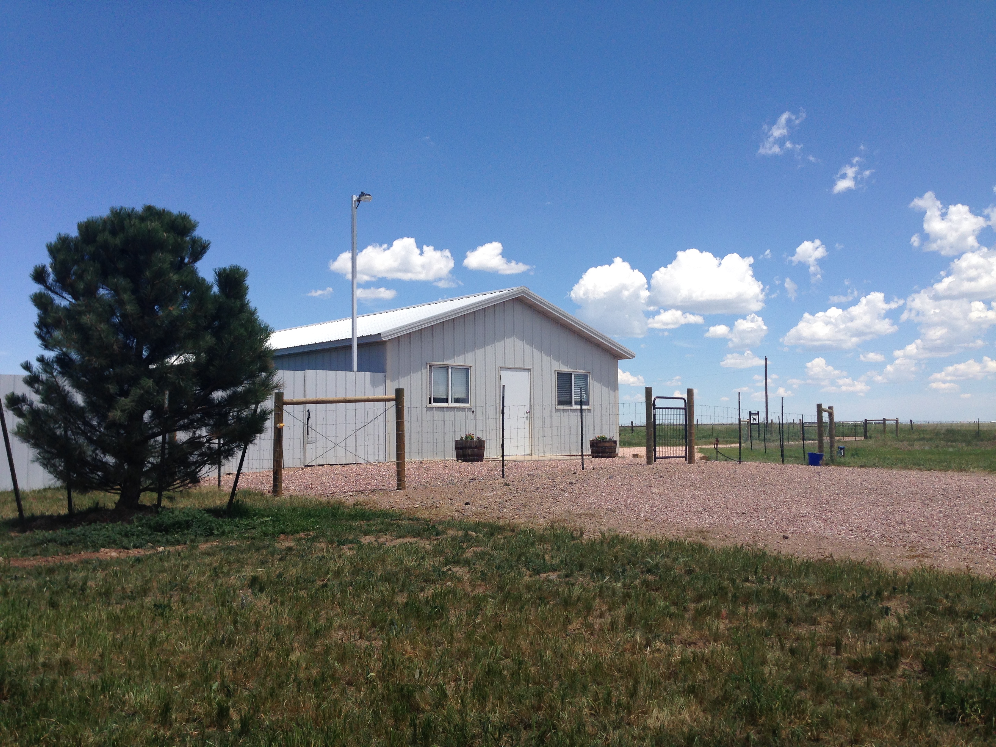 guinea pig bald behind ears